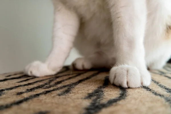 Una Imagen Pata Gato Con Piel Blanca Pisó Patrón Tigre —  Fotos de Stock
