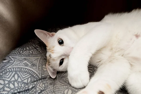 Gato Mirando Fijamente Cámara Mano Colocada Boca —  Fotos de Stock