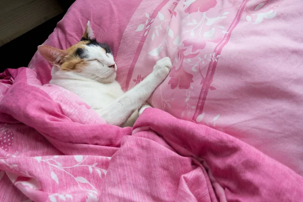 Gato Calico Cubre Manta Duerme Cómodamente Cama —  Fotos de Stock