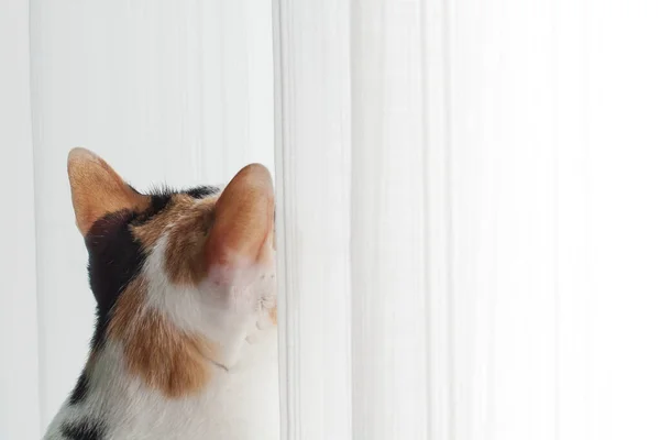 Imagen Trasera Gato Está Viendo Algo Fuera Ventana Con Interés Imagen de archivo