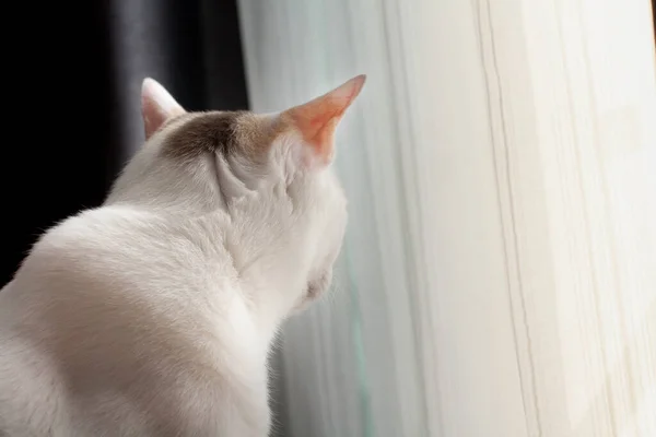 Gato Está Mirando Afuera Puerta Imágenes de stock libres de derechos