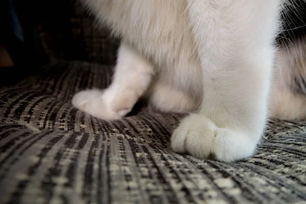 An image of a cat\'s paw with white fur.