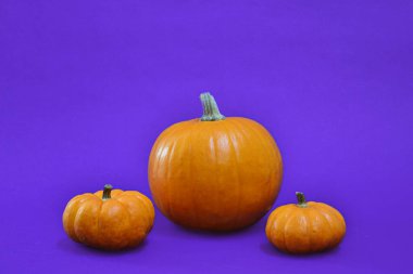 Mor arkaplanda üç Cadılar Bayramı balkabağı.