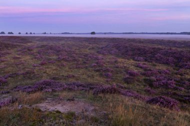 Kraloo Dwingelderveld üzerinde Mor fundalık, Hollanda