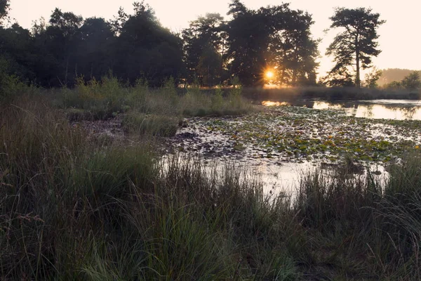 Soluppgång Kraloo Dwingelderveld Nederländerna — Stockfoto