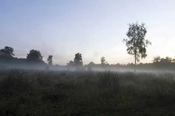 Ground fog on Kraloo Dwingelderveld, the Netherlands