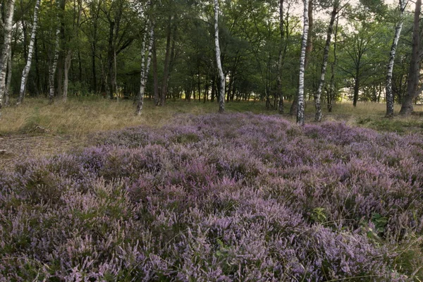 荷兰克拉卢 德温格维尔德的紫色希瑟 — 图库照片