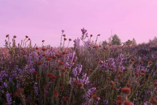 Purpurowy Wrzos Kraloo Dwingelderveld Holandia — Zdjęcie stockowe