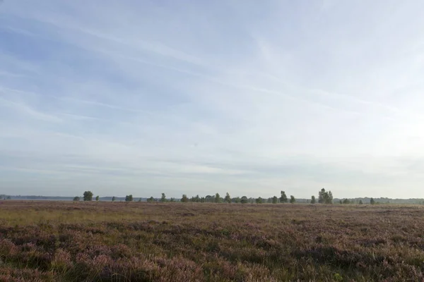 Purpurheide Auf Kraloo Dwingelderveld Den Niederlanden — Stockfoto