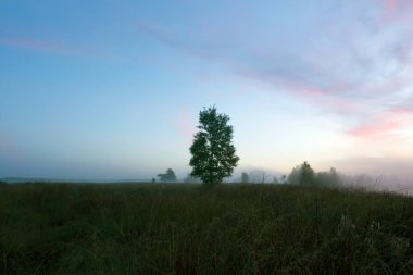 Dwingelderveld, Hollanda'da sabah sisfunda üzerinde gündoğumu