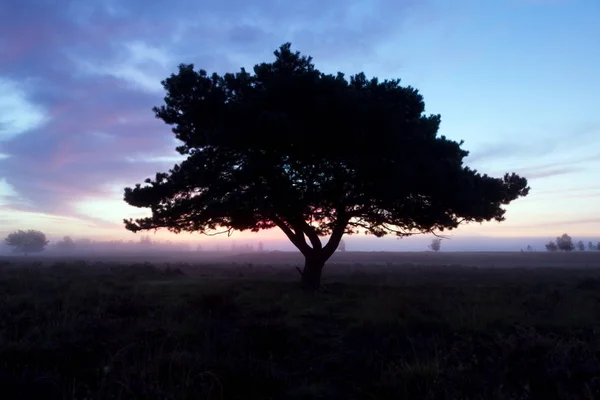 Pine Tree Morning Mist Dwingelderveld Netherlands — Stock Photo, Image