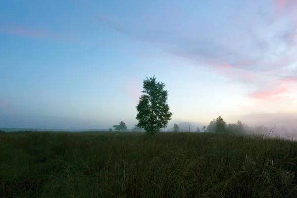 Sunrise Heathland Morning Mist Dwingelderveld Netherlands — Stock Photo, Image