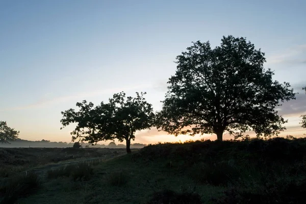 Grass Avenue Trees Heathland Sunrise Dwingelderveld Netherlands — Stock Photo, Image