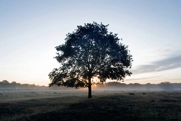 Solitary Oak Tree Sunrise Dwingelderveld Netherlands — Stock Photo, Image