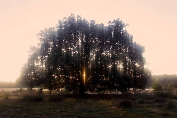 Dreamy image of oak tree at sunrise on Dwingelerveld, the Netherlands