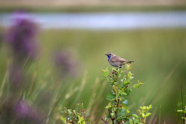 Bluethroat Hollanda, Boerenveensche plassen 'de bir çalılıkta oturuyor.