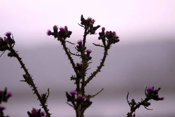 Thistles Rain Boerenveensche Plassen Netherland — Stock Photo, Image