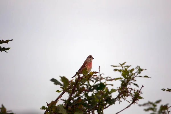 Hollanda Boerenveensche Plassen Bir Ağaç Tepesinde Ortak Linnet — Stok fotoğraf