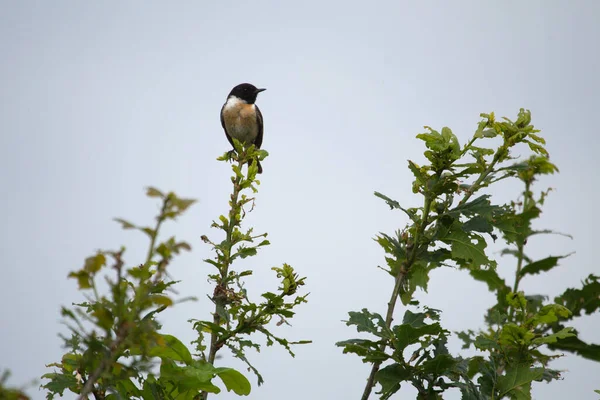 European Stonechat Encuentra Una Copa Árbol Boerenveensche Plassen Países Bajos — Foto de Stock