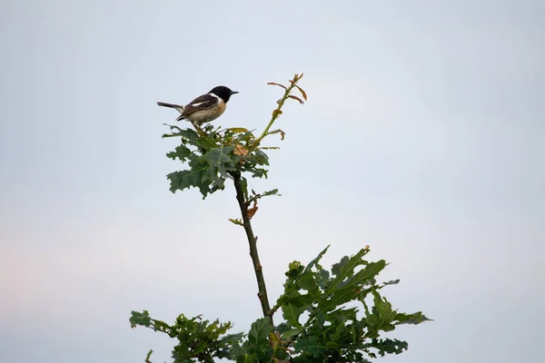 European Stonechat Sits Treetop Boerenveensche Plassen Netherland — Stock Photo, Image