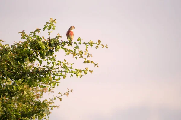 Common Linnet Дереві Boerenveensche Plassen Нідерланди — стокове фото