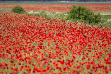 Huis ter Heide, Hollanda 'da gelincikli tarla
