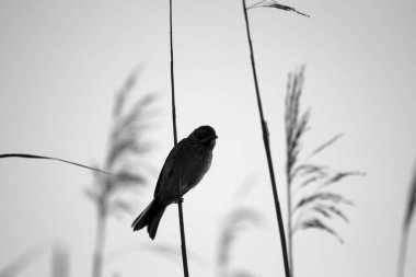 Hollanda, Hoogeveen 'deki Oude Kene' de sazlıkta sallanan genç sazlıklar.