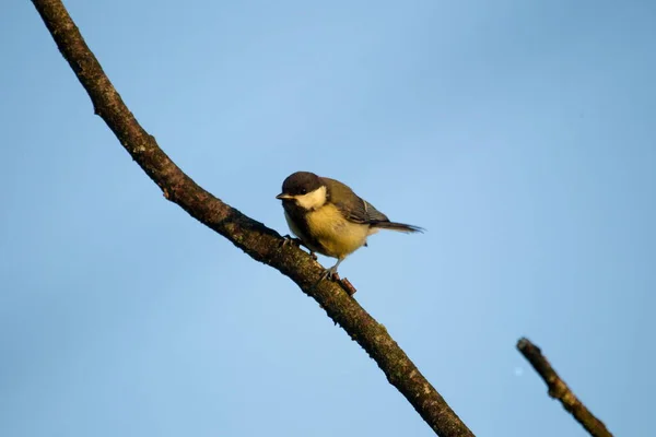 Young Great Tit Sits Branch Oude Kene Hoogeveen Netherlands — Stock Photo, Image