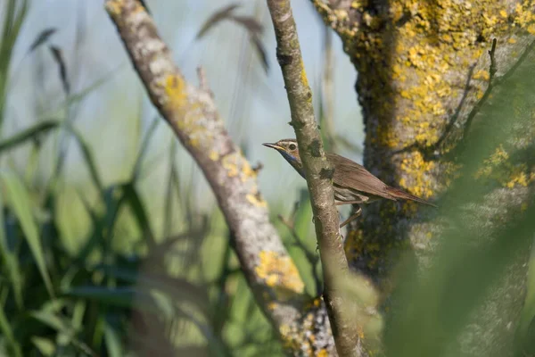 Bluethroat Сидит Ветке Ауде Кене Хогевине Нидерланды — стоковое фото