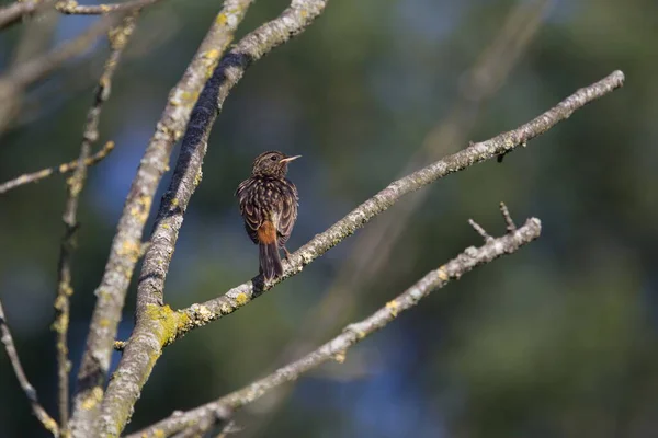 Bluethroat Сидит Ветке Ауде Кене Хогевине Нидерланды — стоковое фото