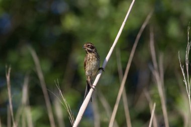 Hollanda, Hoogeveen 'deki Oude Kene' de sazlıkta sallanan genç sazlıklar.