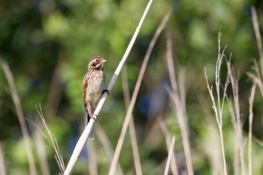 Hollanda, Hoogeveen 'deki Oude Kene' de sazlıkta sallanan genç sazlıklar.