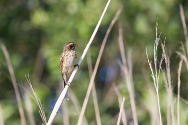 Hollanda, Hoogeveen 'deki Oude Kene' de sazlıkta sallanan genç sazlıklar.