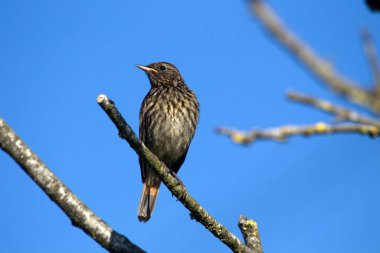 Bluethroat Hollanda Hoogeveen 'deki Oude Kene şubesinde oturuyor.