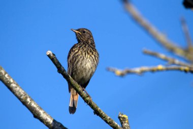 Bluethroat Hollanda Hoogeveen 'deki Oude Kene şubesinde oturuyor.