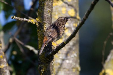 Bluethroat Hollanda Hoogeveen 'deki Oude Kene şubesinde oturuyor.