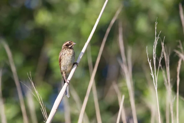 Young Reed Bunting Reed Stem Oude Kene Hoogeveen Países Bajos — Foto de Stock