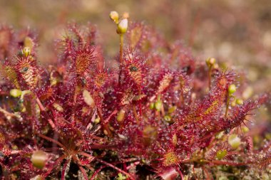 Dwingelderveld 'deki Sundew, Hollanda