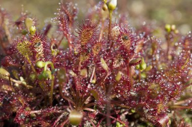Dwingelderveld 'deki Sundew, Hollanda
