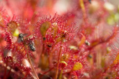 Dwingelderveld 'deki Sundew, Hollanda
