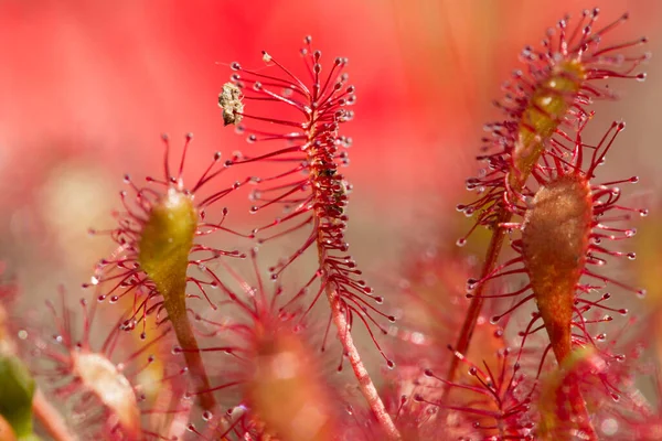 Dwingelderveld Deki Sundew Hollanda — Stok fotoğraf