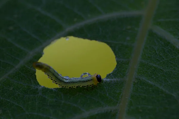 Гусениця Носія Зброї Сидить Краю Відкривши Листок Нідерланди — стокове фото