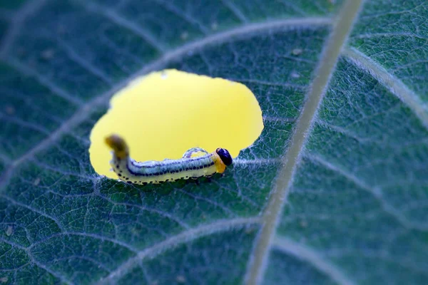 Гусениця Носія Зброї Сидить Краю Відкривши Листок Нідерланди — стокове фото