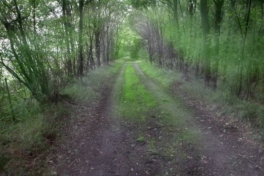 Hollanda Krallığı 'nın Heath bölgesinde kumlu bir yolun iki katı.