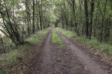 Hollanda Krallığı 'ndaki kum yolu.