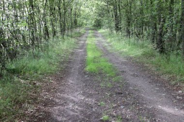 Hollanda Krallığı 'nın Heath bölgesinde çift pozlama yolu