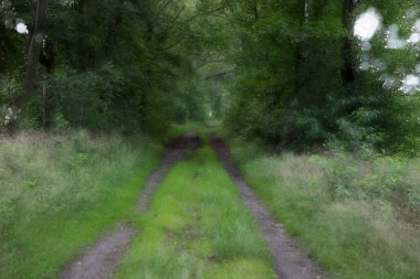 Hollanda 'nın Krallık Heath bölgesinde huş ağaçlarının iki katı