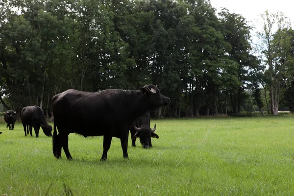 Eursinge Países Bajos Buffalo Kraloo —  Fotos de Stock