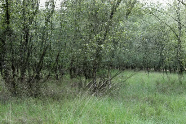 Dubbele Blootstelling Van Berken Het Kralor Heidegebied Nederland — Stockfoto