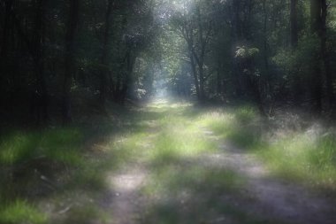 Dwingelderveld, Hollanda 'da bir orman yolunun iki katı.